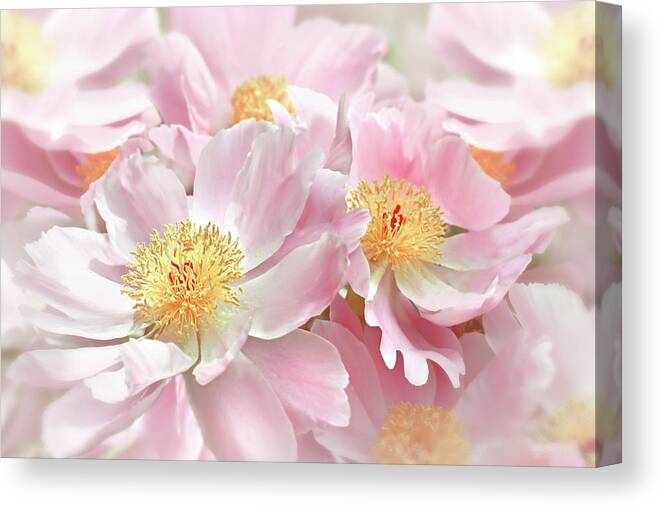 Peony Canvas Print featuring the photograph Pink Peony Flowers Parade by Jennie Marie Schell