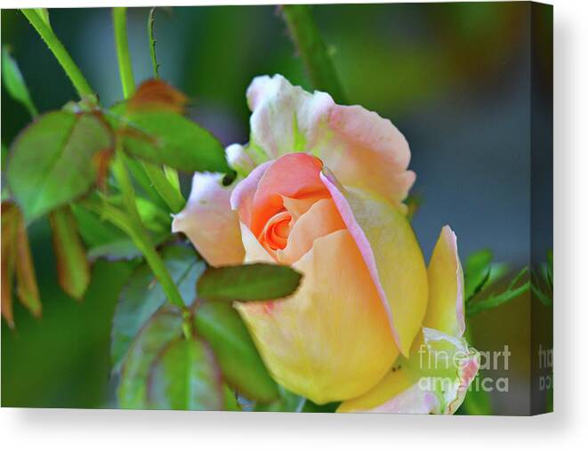 Pink Rose Canvas Print featuring the photograph Pink Rose by Amazing Action Photo Video