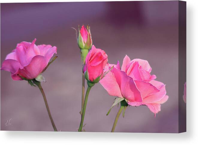 Rose Canvas Print featuring the photograph Pink Rose Bouquet by D Lee