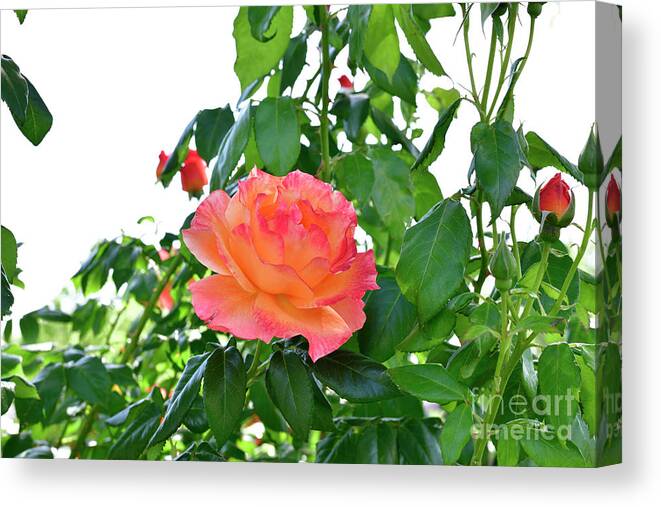 Rose Canvas Print featuring the photograph Pink Rose in the Stem by Amazing Action Photo Video
