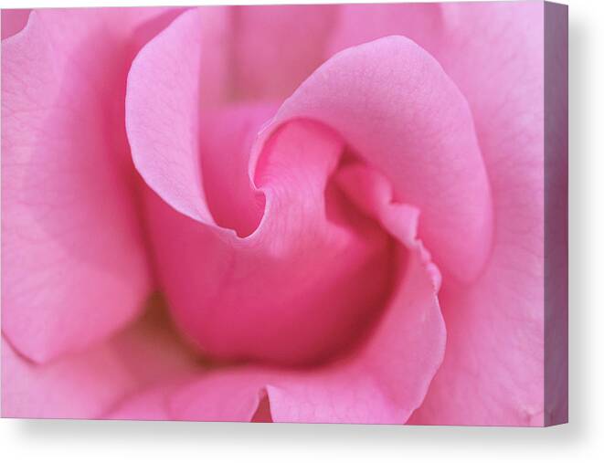 Pink Canvas Print featuring the photograph Pink rose macro by Gareth Parkes