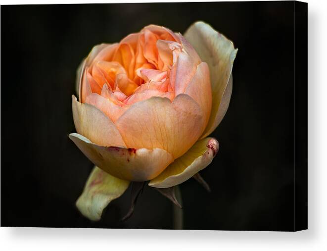 Pink Canvas Print featuring the photograph Pink Rose Portrait by Carrie Hannigan