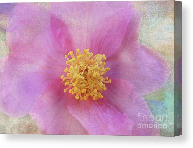 Pink Canvas Print featuring the digital art Pink Textures by Amy Dundon
