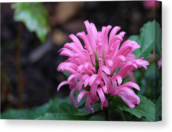 Flower Canvas Print featuring the photograph Pink Tropical Treasure by Mary Anne Delgado
