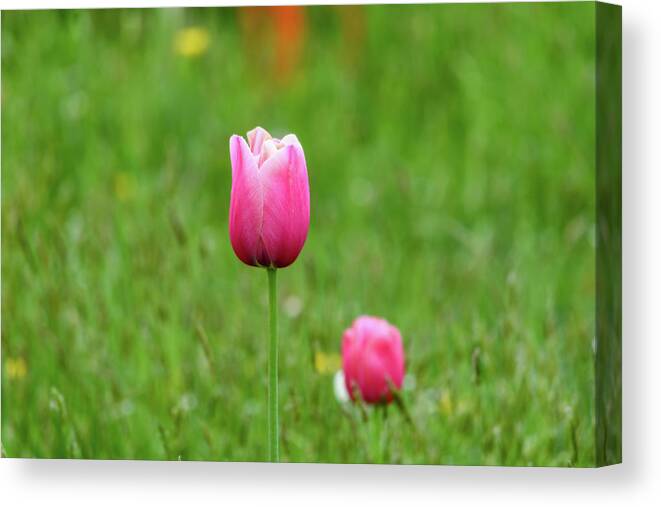Tulip Canvas Print featuring the photograph Pink Tulip by Andrew Lalchan