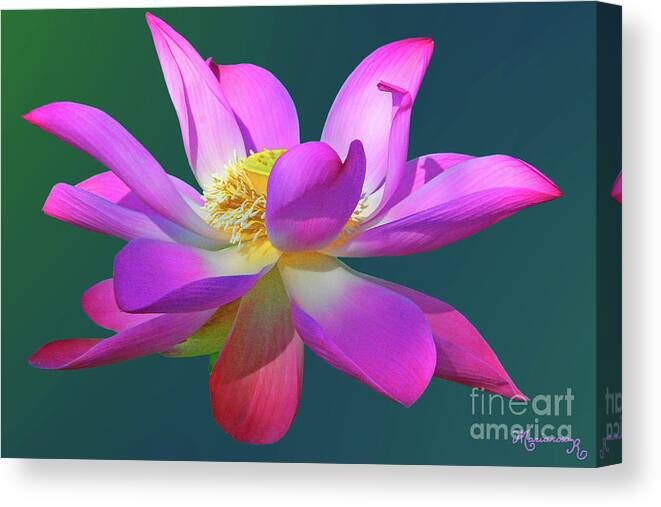 Nature Canvas Print featuring the photograph Pink Waterlily by Mariarosa Rockefeller