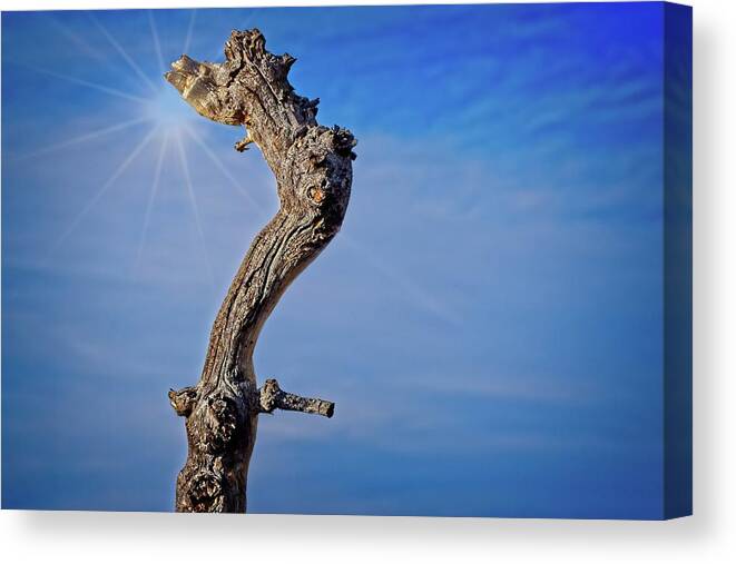 Growth Canvas Print featuring the photograph Pinyon Trunk Against A Blue Sky by David Desautel