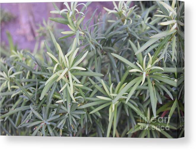 Photograph Of Green Plants Canvas Print featuring the photograph Plants by Theresa Honeycheck