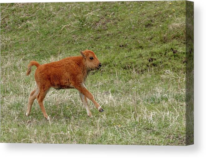 Bison Canvas Print featuring the photograph Playful by Ronnie And Frances Howard