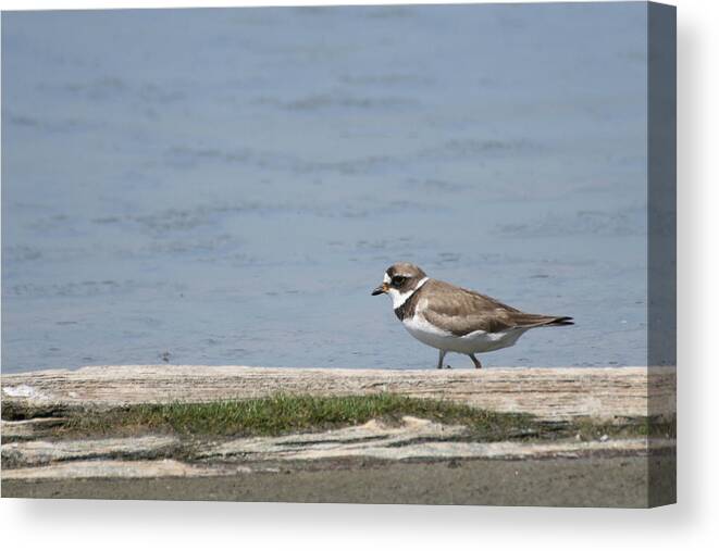 Laurie Lago Rispoli Canvas Print featuring the photograph Plover by Laurie Lago Rispoli