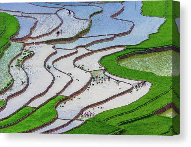 Incredible Canvas Print featuring the photograph plowing and planting in Mu Cang Chai rice terraces by Khanh Bui Phu