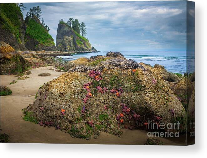 America Canvas Print featuring the photograph Point of the Arches Beach by Inge Johnsson