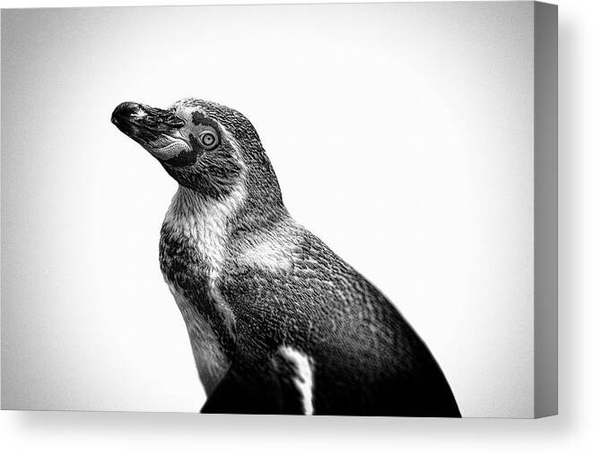 Bird Canvas Print featuring the digital art Poised Penguin by Tom Gehrke