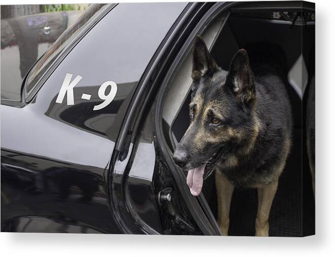 Alertness Canvas Print featuring the photograph Police K-9 in Patrol Car by 805promo