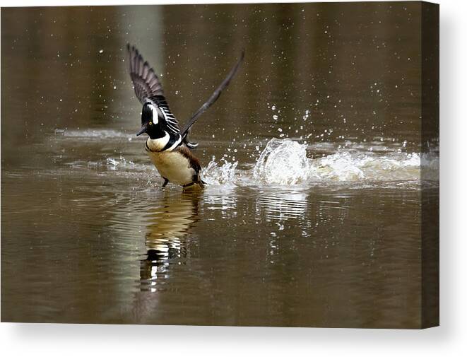 Duck Canvas Print featuring the photograph Pond Skipping by Art Cole