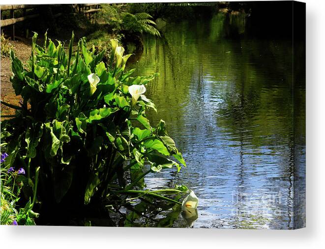 Lily Reflection Canvas Print featuring the photograph Pondside Lilies by Terri Waters