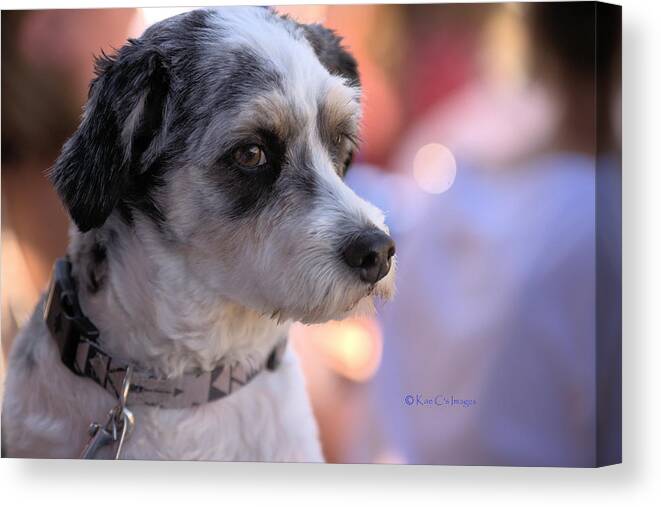 Dog Canvas Print featuring the photograph Poochapoodle by Kae Cheatham