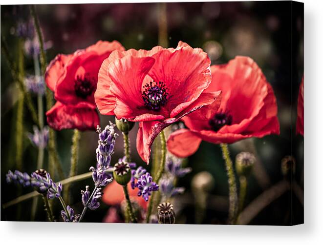 Poppy Canvas Print featuring the photograph Poppies in a Garden by Maggie Terlecki