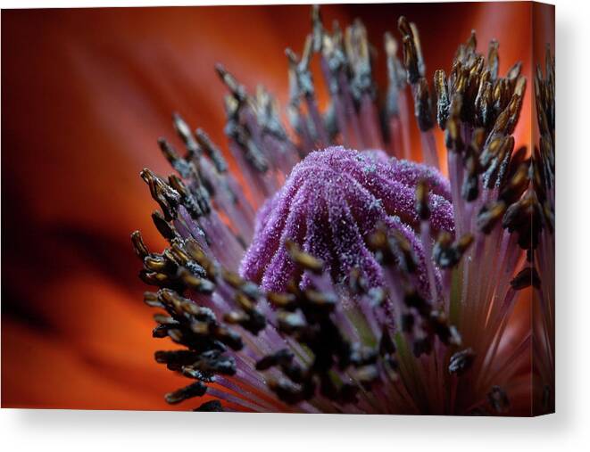 Floral Canvas Print featuring the photograph Poppy 1703 by Julie Powell