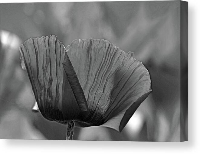 Oriental Poppy Canvas Print featuring the photograph Poppy Black And White by Debbie Oppermann