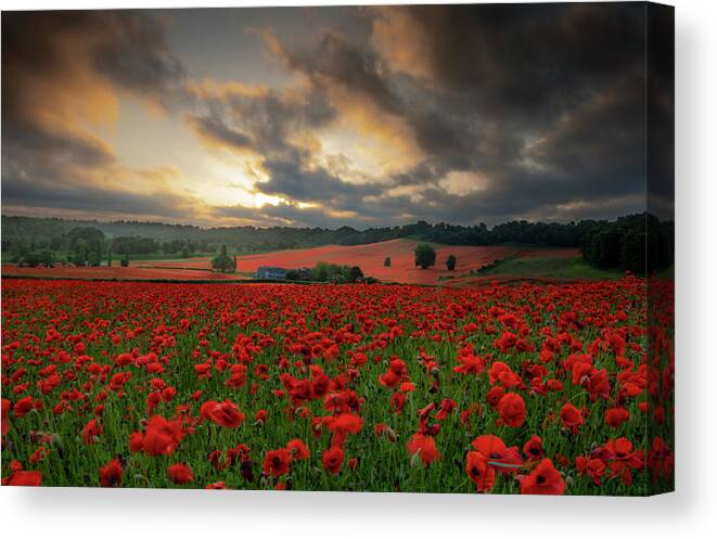 Landscape Canvas Print featuring the pyrography Poppy field 2 by Remigiusz MARCZAK