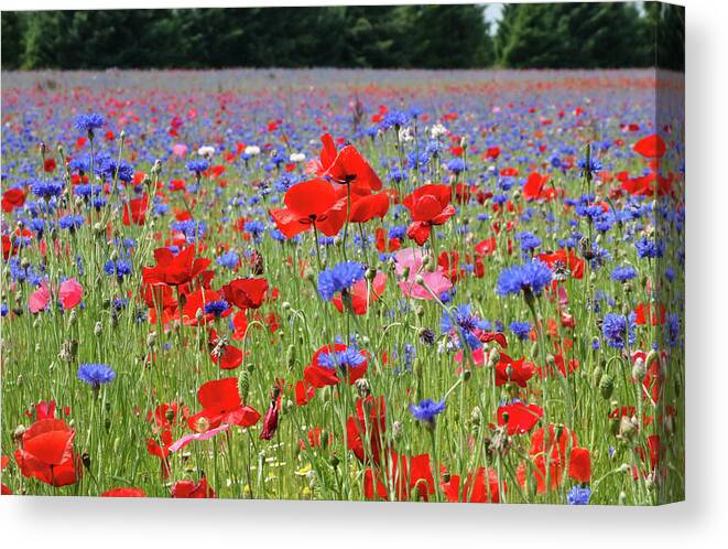 2023 Canvas Print featuring the photograph Poppy Field 3 by Dawn Richards