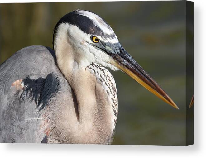 Blue Heron Canvas Print featuring the photograph Portrait of a Great Blue Heron by Mingming Jiang