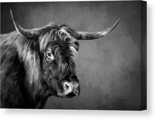 Portrait Canvas Print featuring the digital art Portrait scottish highlander cow in black and white by Marjolein Van Middelkoop
