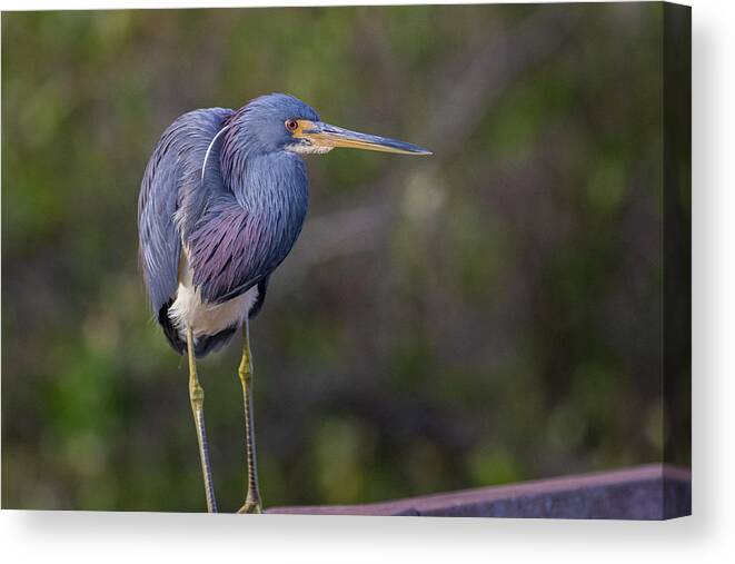Heron Canvas Print featuring the photograph Posing by Les Greenwood