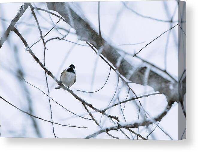 Chickadee Canvas Print featuring the photograph Positive Outlook by Kim Sowa