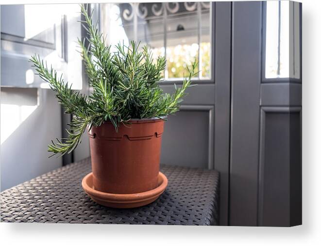 Spice Canvas Print featuring the photograph Pot with rosemary by Sima_ha