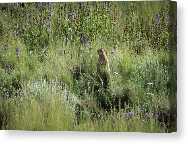 New Mexico Canvas Print featuring the photograph Prairie Dog in Flowers by Mary Lee Dereske