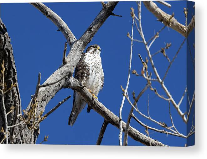 Wildlife Canvas Print featuring the photograph Prairie Falcon Keeps Watch From on High by Tony Hake