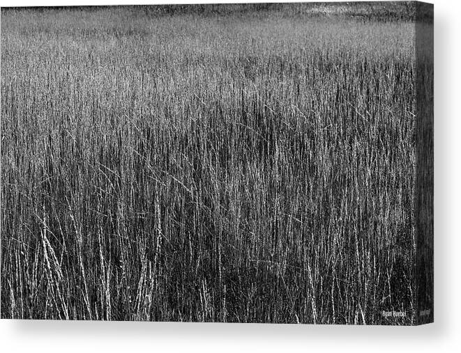 Grass Canvas Print featuring the photograph Prairie Grasses by Ryan Huebel