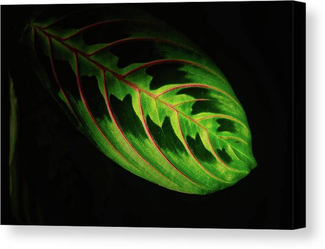 New Hampshire Canvas Print featuring the photograph Prayer Plant In The Light by Jeff Sinon