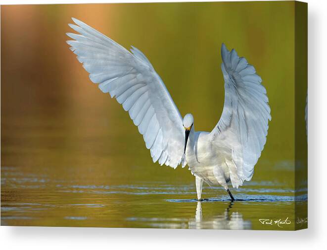 Snowy Egret Canvas Print featuring the photograph Pre-dawn Hunting. by Paul Martin