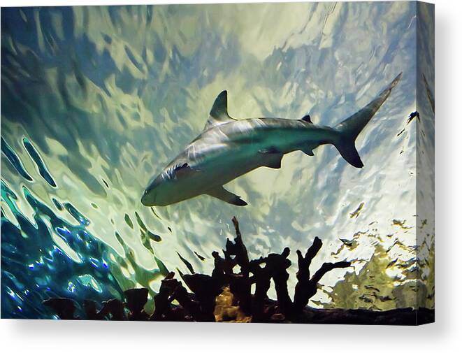 Bull Shark Canvas Print featuring the photograph Predator of the Sea by Jill Love