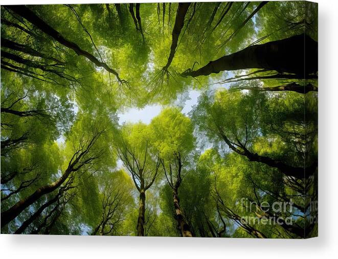 Wood Canvas Print featuring the painting premium Looking up at the green tops of trees. Italy by N Akkash