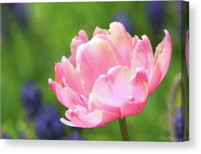 Flowers Canvas Print featuring the photograph Pretty and Pink by Trina Ansel
