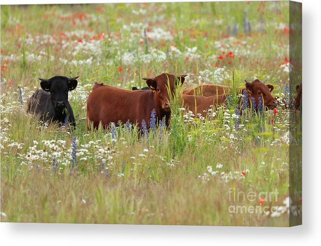 Norfolk Canvas Print featuring the photograph Norfolk England dexter cows in a flower meadow by Simon Bratt