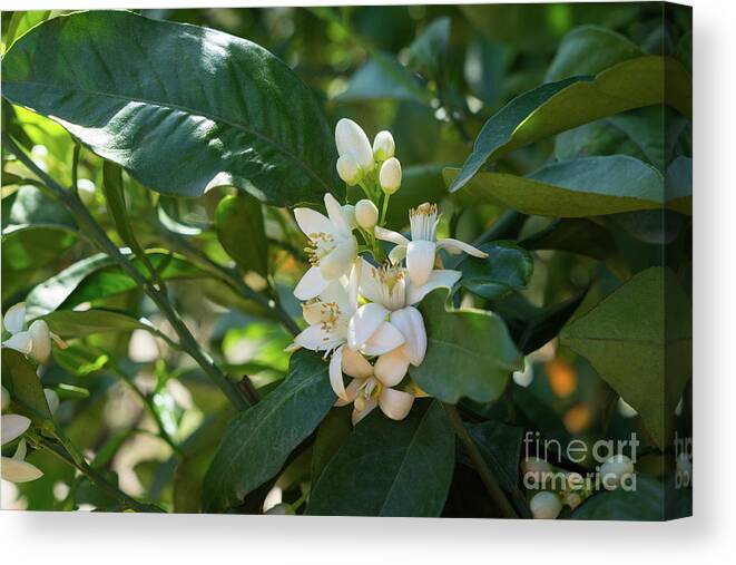 Orange Blossom Canvas Print featuring the photograph Pretty white orange blossoms and green leaves by Adriana Mueller