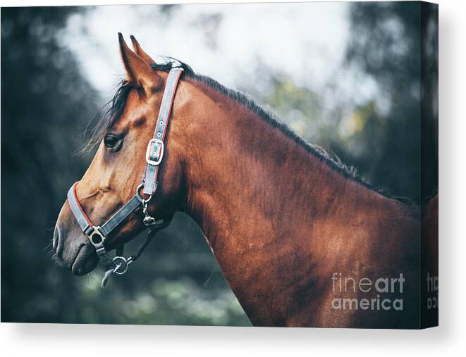 Horse Canvas Print featuring the photograph Profile view of a brown horse by Dimitar Hristov