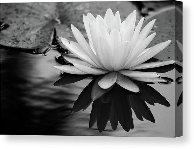 Water Lily Canvas Print featuring the photograph Promise of Purity by Mary Anne Delgado