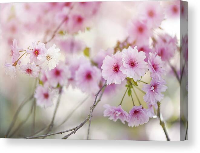 Buckinghamshire Canvas Print featuring the photograph Prunus 'Pink Ballerina' spring blossom by Jacky Parker Photography