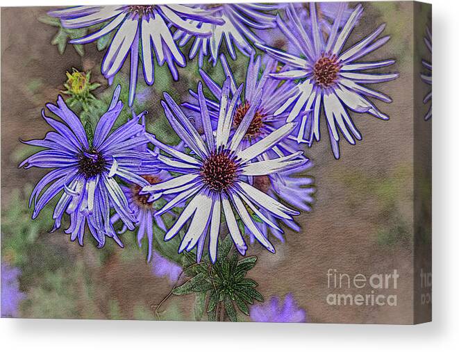 Purple Canvas Print featuring the mixed media Purple Asters by Bentley Davis