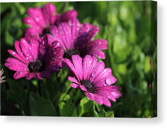 Close-up Canvas Print featuring the photograph Purple Flower by Kongdigital