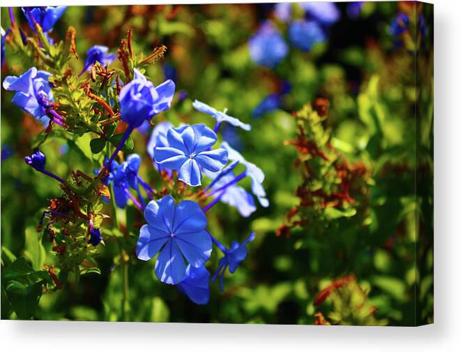 Flowers Canvas Print featuring the photograph Purple Flower Power by Marcus Jones