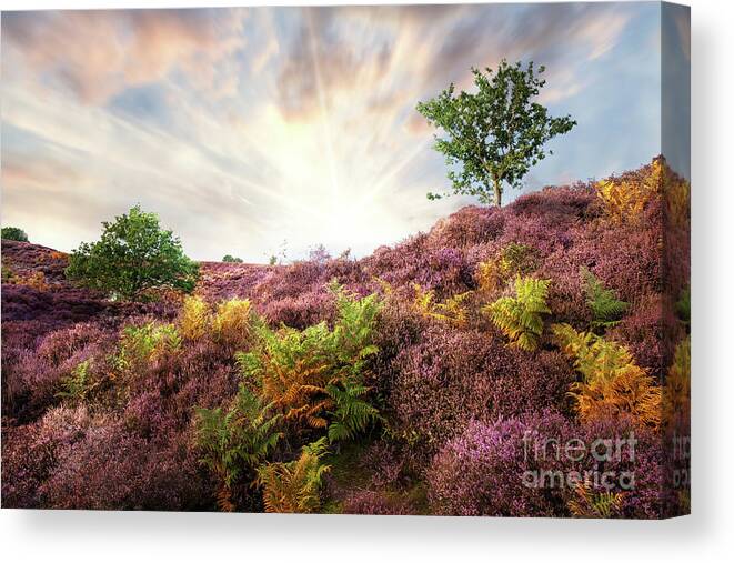 Heather Canvas Print featuring the photograph Purple heather sunrise at Roydon Common Norfolk by Simon Bratt