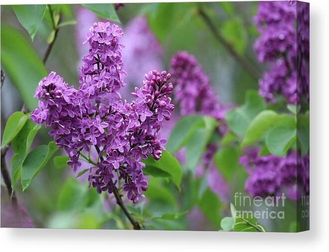 Lilac Canvas Print featuring the photograph Purple Lilacs In June by Sandra Huston