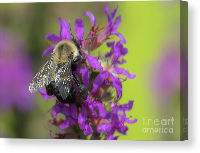 Purple Loosestrife Canvas Print featuring the photograph Purple Loosestrife #2 by Lorraine Cosgrove